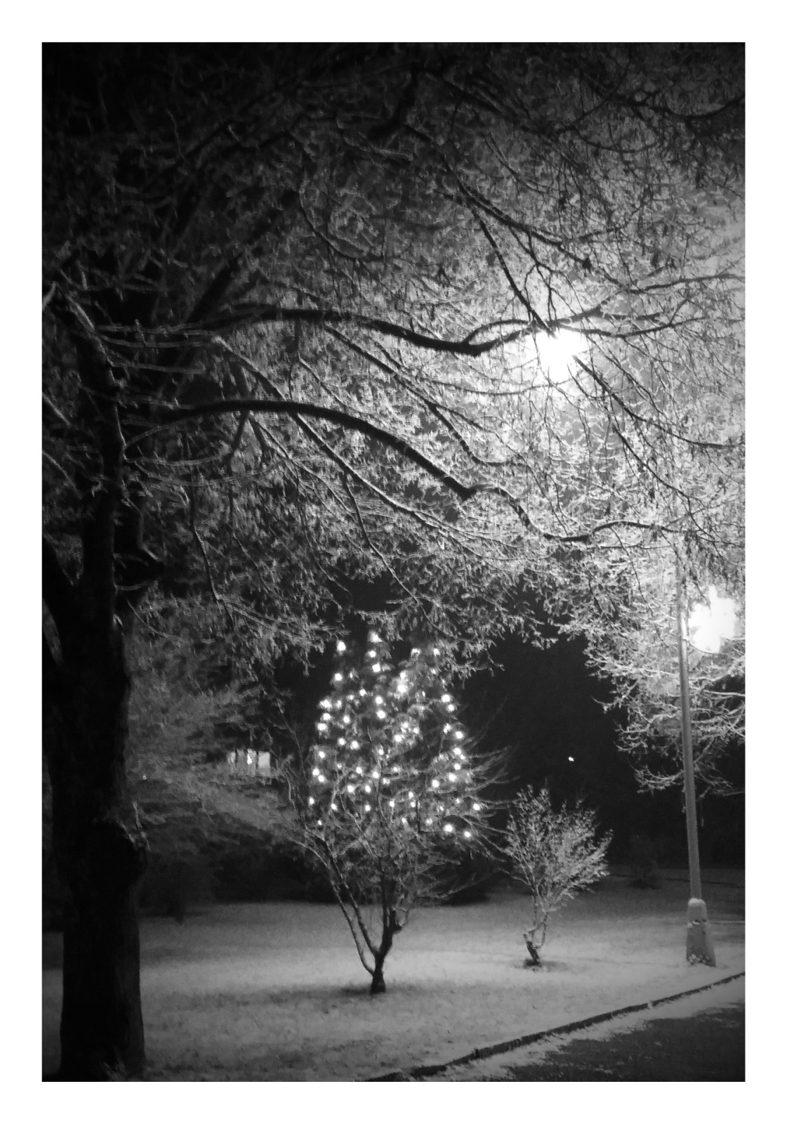 B�l� T�eme�n� 2016